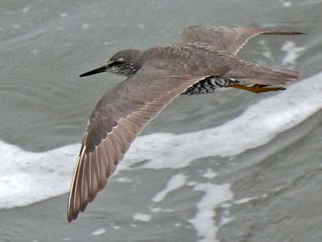 Wandering Tattler (Heteroscelus incanus)