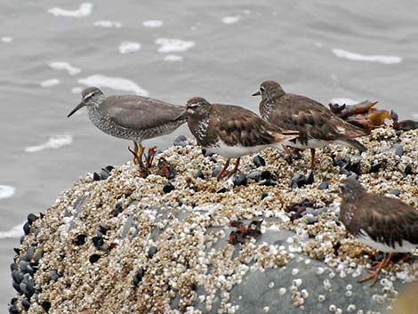 Wandering Tattler (Heteroscelus incanus)