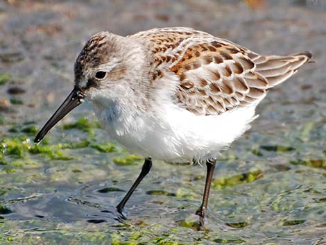 Western Sandpiper (Calidris mauri)