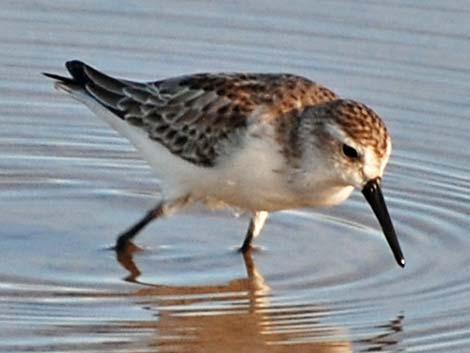 Western Sandpiper (Calidris mauri)