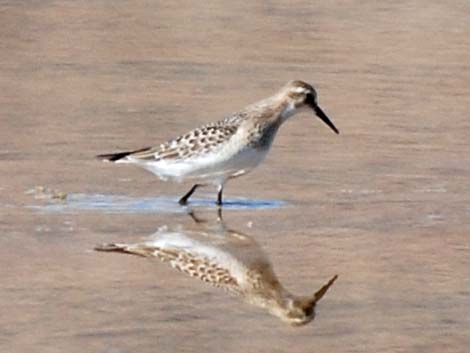 Western Sandpiper (Calidris mauri)