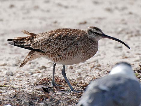 Whimbrel (Numenius phaeopus)