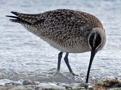 Whimbrel (Numenius phaeopus)