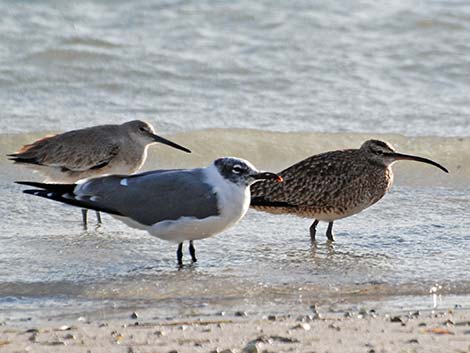 Whimbrel (Numenius phaeopus)