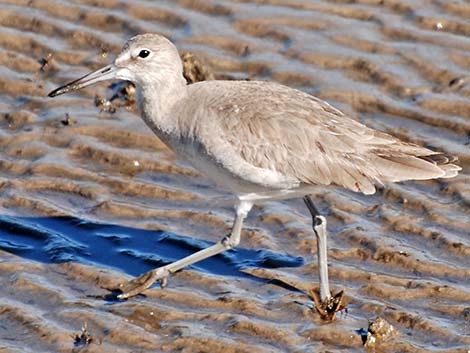 Willet (Catoptrophorus semipalmatus)