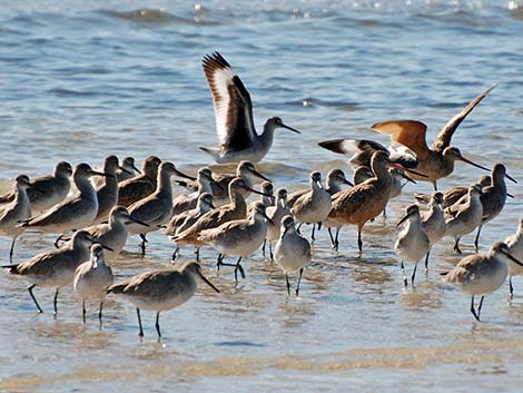 Willet (Catoptrophorus semipalmatus)