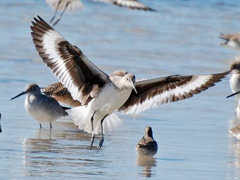 Willet (Catoptrophorus semipalmatus)