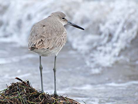 Willet (Catoptrophorus semipalmatus)