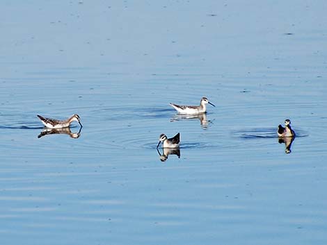 Wilson's Phalarope (Phalaropus tricolor)