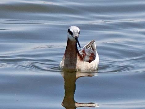 Wilson's Phalarope (Phalaropus tricolor)