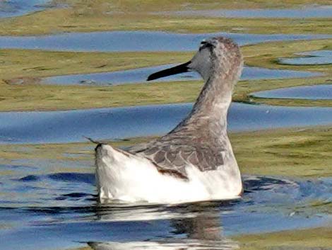 Wilson's Phalarope (Phalaropus tricolor)