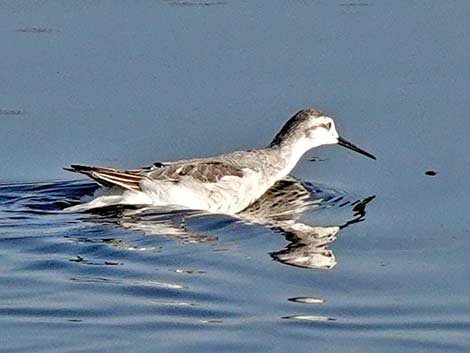 Wilson's Phalarope (Phalaropus tricolor)