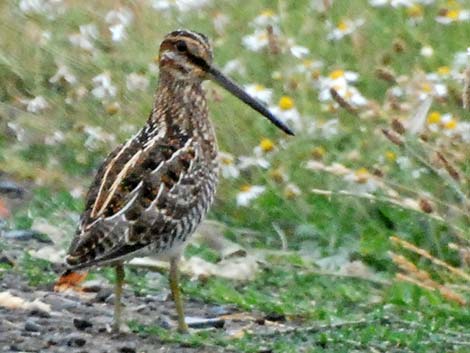 Wilson's Snipe (Gallinago delicata)