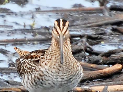 Wilson's Snipe (Gallinago delicata)