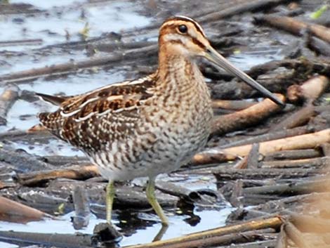 Wilson's Snipe (Gallinago delicata)