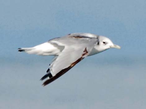 Black-legged Kittiwake (Rissa tridactyla)