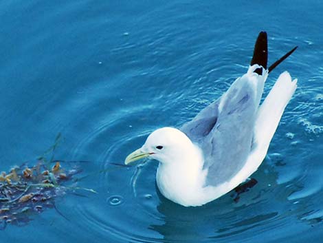 Black-legged Kittiwake (Rissa tridactyla)