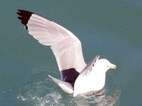 Black-legged Kittiwake (Rissa tridactyla)