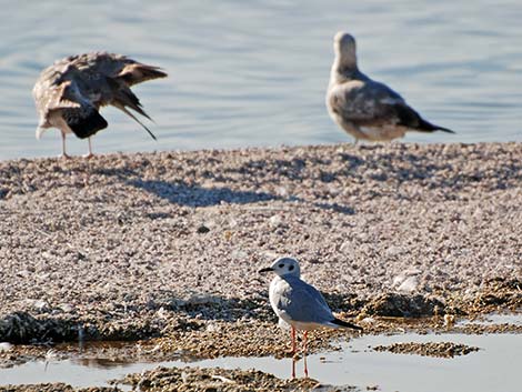 Bonaparte's Gull (Larus philadelphia)