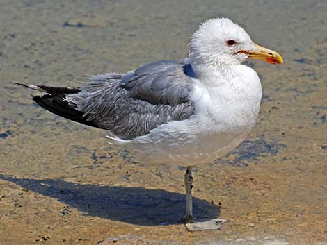 California Gull (Larus californicus)