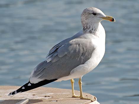 California Gull (Larus californicus)