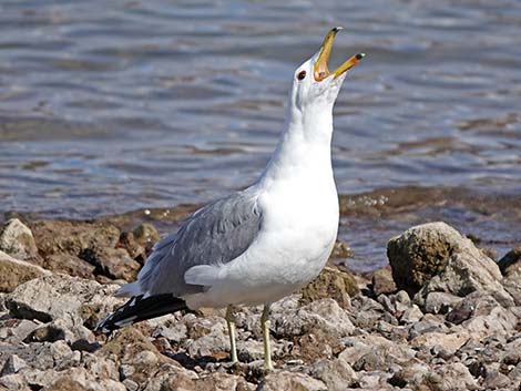 California Gull (Larus californicus)