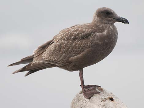 Young Gull (Larus spp.)