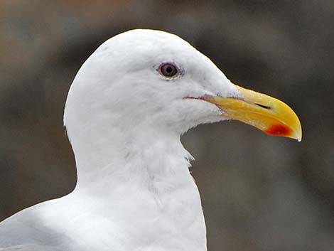 Glaucous-winged Gull (Larus glaucescens)