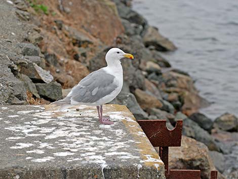 Glaucous-winged Gull (Larus glaucescens)