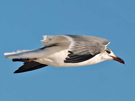 Laughing Gull (Leucophaeus atricilla)