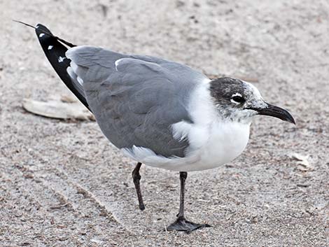 Laughing Gull (Leucophaeus atricilla)