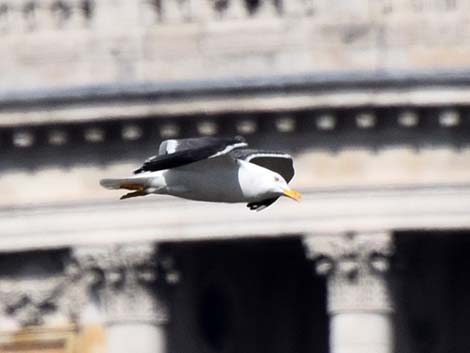 Lesser Black-backed Gulls (Larus fuscus)