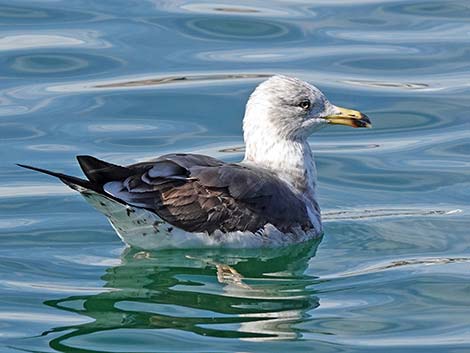 Lesser Black-backed Gulls (Larus fuscus)