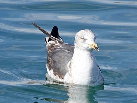 Lesser Black-backed Gulls (Larus fuscus)