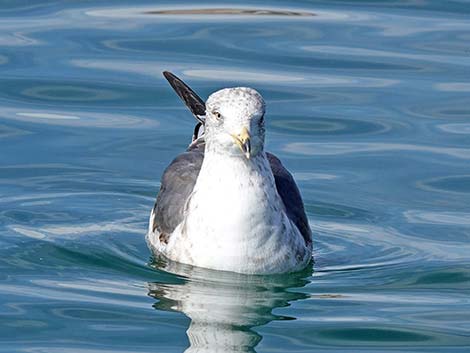 Lesser Black-backed Gulls (Larus fuscus)