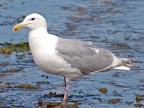 Olympic Gull (Larus glaucescens x occidentalis)