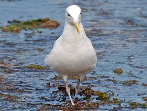 Olympic Gull (Larus glaucescens x occidentalis)