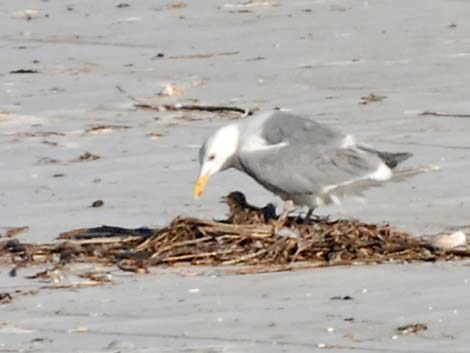 Olympic Gull (Larus glaucescens x occidentalis)