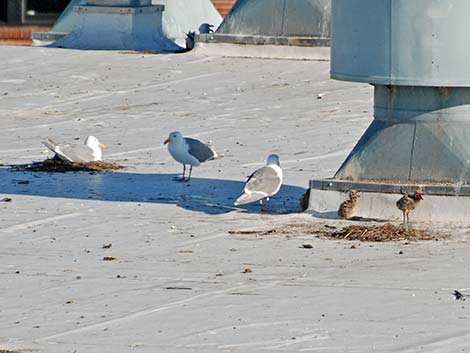 Olympic Gull (Larus glaucescens x occidentalis)