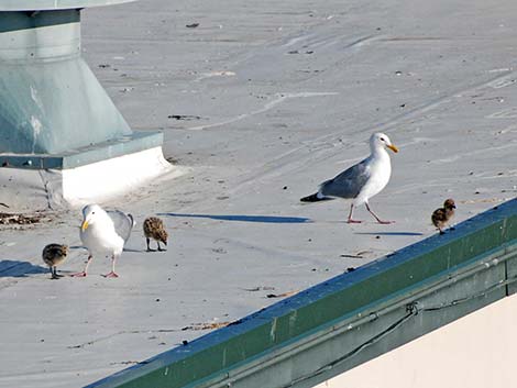 Olympic Gull (Larus glaucescens x occidentalis)