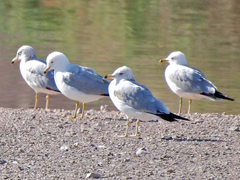 Ring-billed Gull (Larus delawarensis)