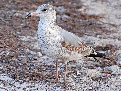 Ring-billed Gull (Larus delawarensis)