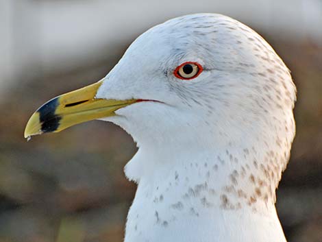 Ring-billed Gull (Larus delawarensis)