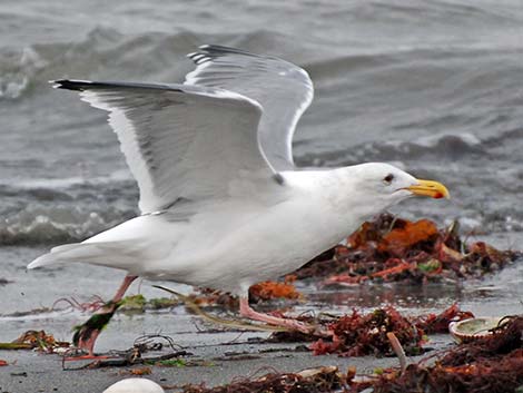 Western Gull (Larus occidentalis)