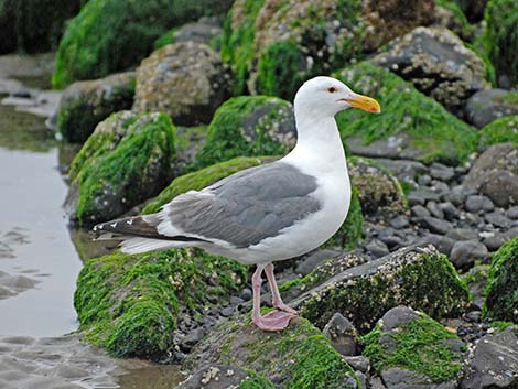 Western Gull (Larus occidentalis)