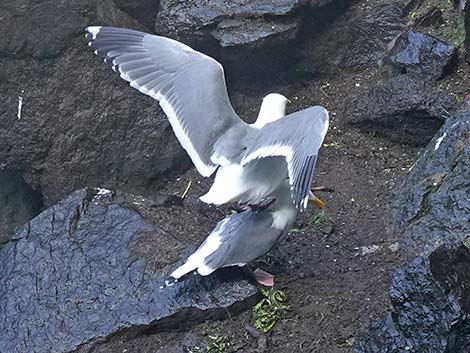 Western Gull (Larus occidentalis)