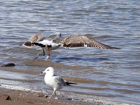 Yellow-footed Gull (Larus livens)