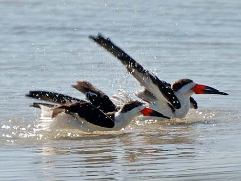 Black Skimmer (Rynchops niger)