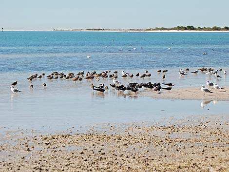 Black Skimmer (Rynchops niger)