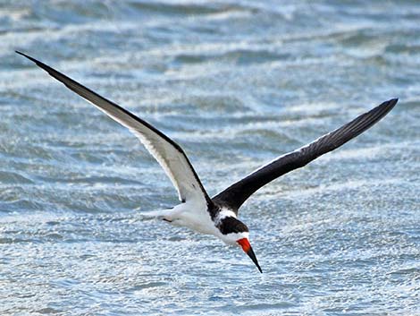 Black Skimmer (Rynchops niger)